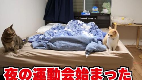 寝室に集まる猫