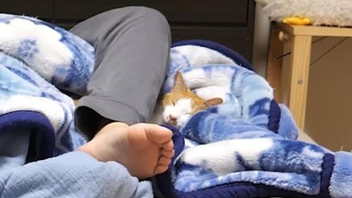 寝室に集まる猫