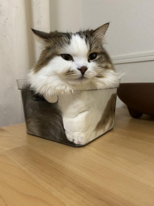 ケースに入った猫