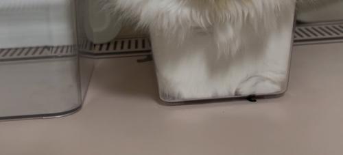 ケースに入った猫の体