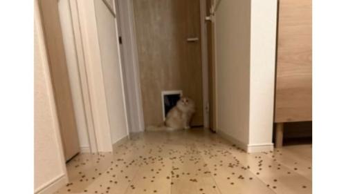 廊下にいる猫