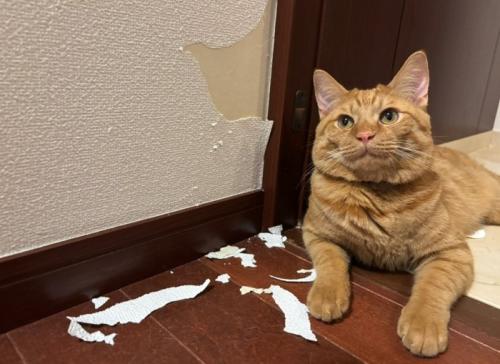 壁を剥がした猫