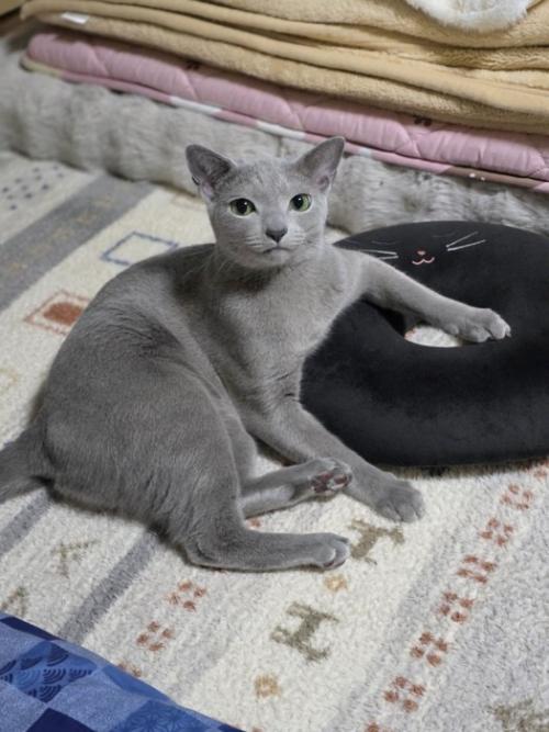 イケメンな猫