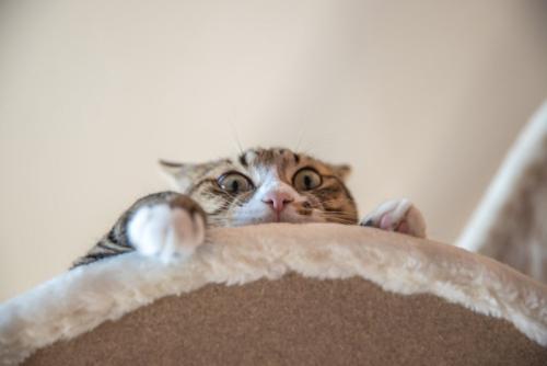 高い位置から見下ろす猫