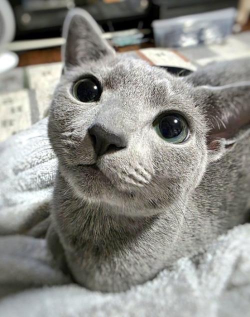 座る猫