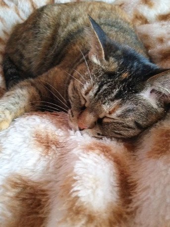 眠る猫2