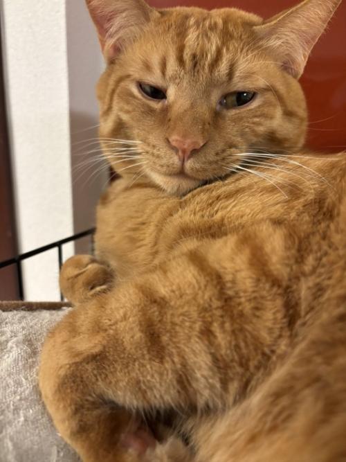 怒る猫