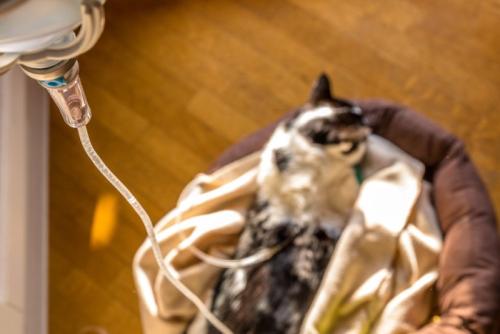 皮下点滴を打つ猫