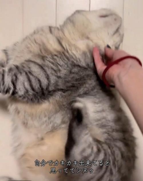 足をパタパタさせる猫
