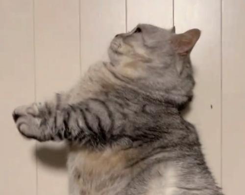 短足の猫