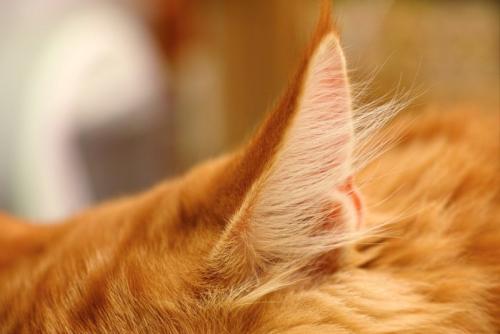 猫の耳