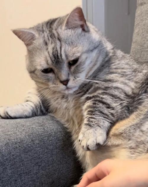 手を開く猫
