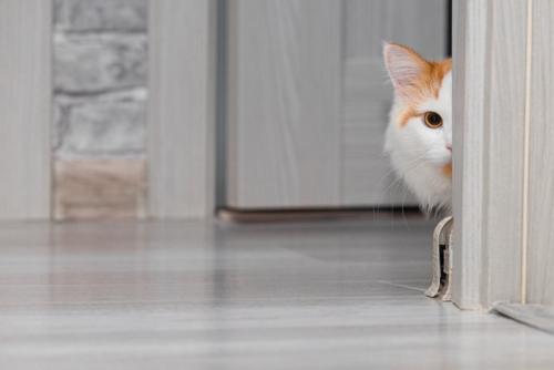 猫ちぐらから顔を出す猫