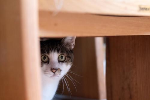 隠れる猫
