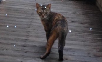 振り返る猫
