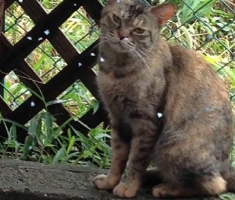 外で座る猫