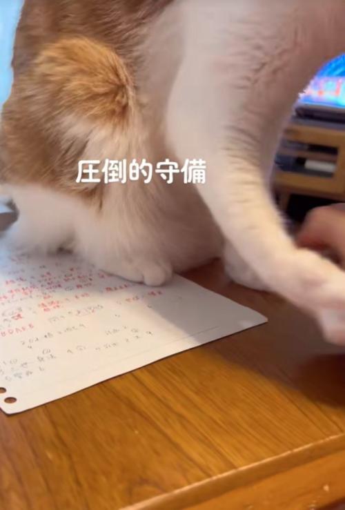 手を除ける猫