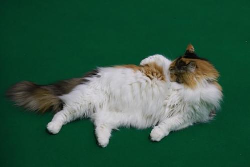 毛繕いする猫
