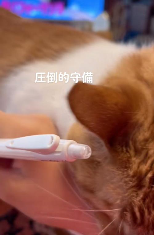 甘える猫