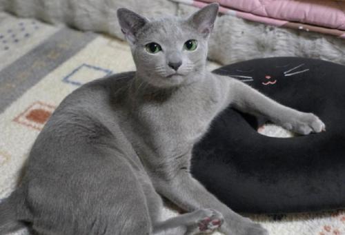 独特なポーズの猫