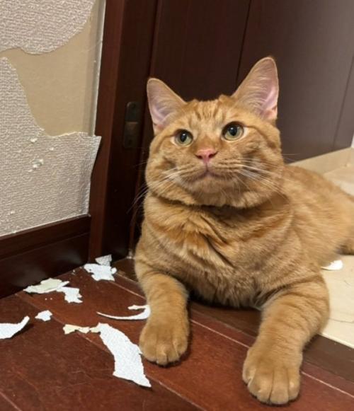 ドヤ顔の猫