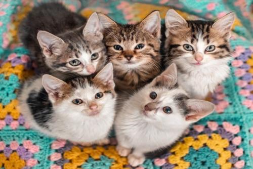 寄り添い合う子猫たち
