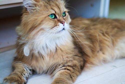 長毛猫