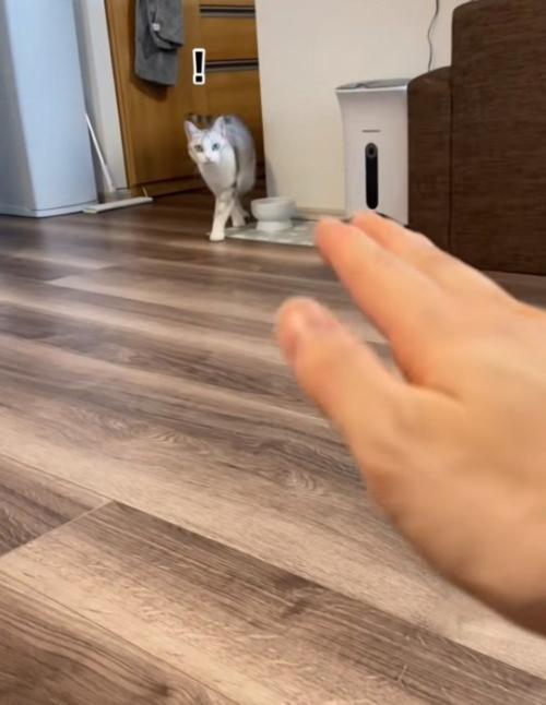 立ち上がる猫