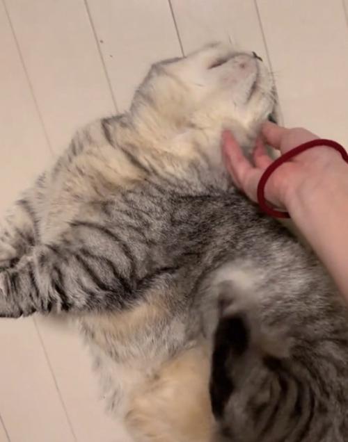 お腹をかく猫