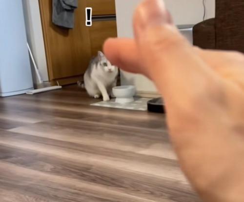 気づいた猫