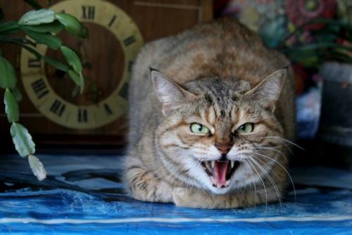 香箱座りで怒る猫