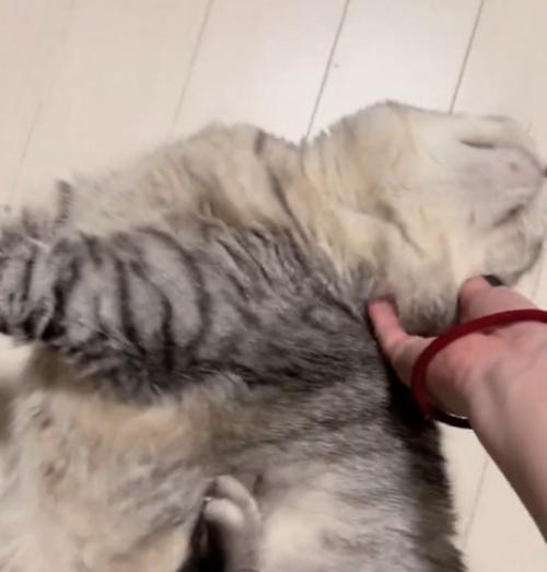 のけぞる猫