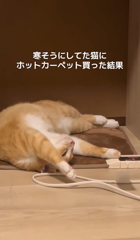 ホットカーペットの上で寝転がる猫（アップ）