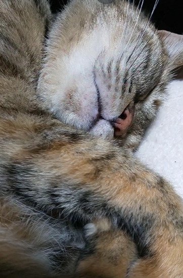 眠る猫4