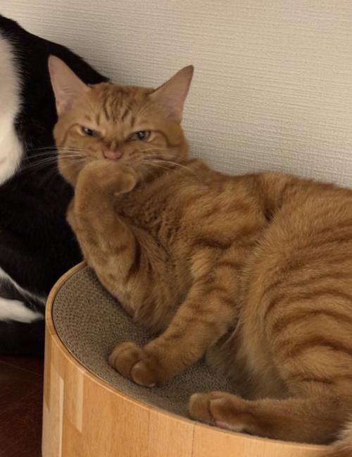 極悪顔の猫
