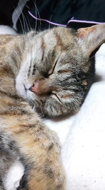 眠る猫3