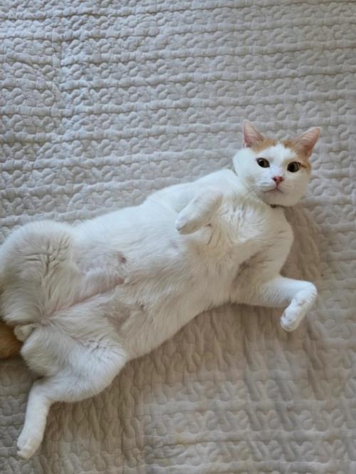 ヘソ天の猫