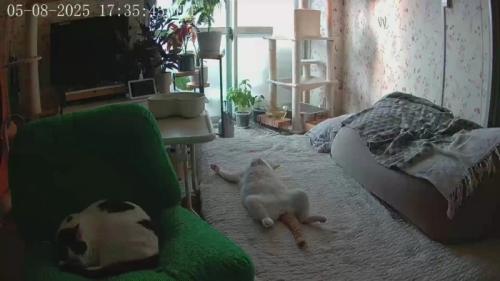 仰向けの猫