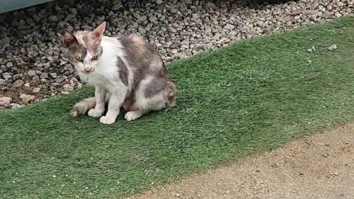 やせた猫