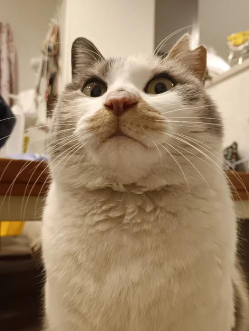 猫の顔