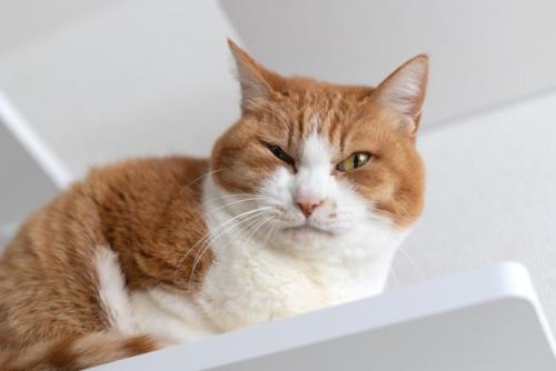 高いところにいる猫