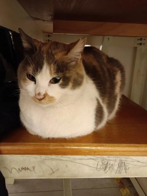 香箱座りの猫