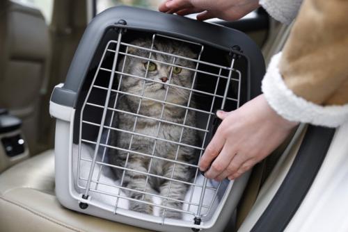 猫の入ったキャリーを車に乗せる人の手