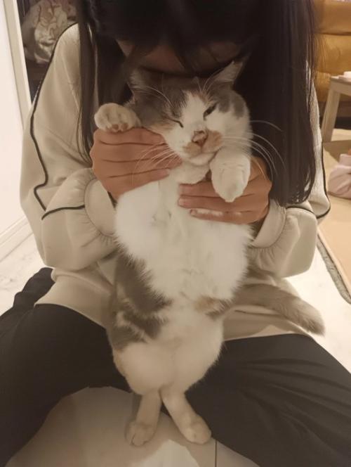 後ろ足で立たされる猫