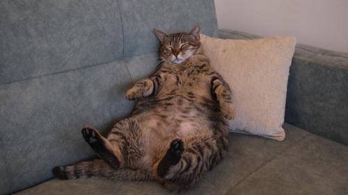 ソファに座る太りすぎ猫