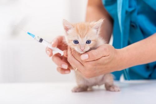 注射を受ける子猫