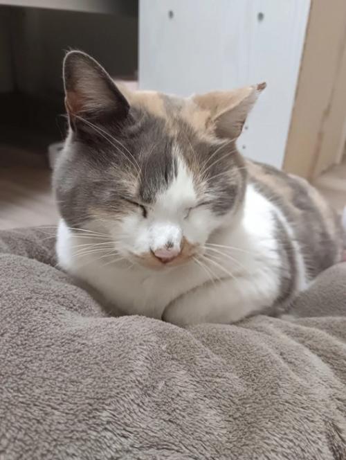 目を閉じる猫