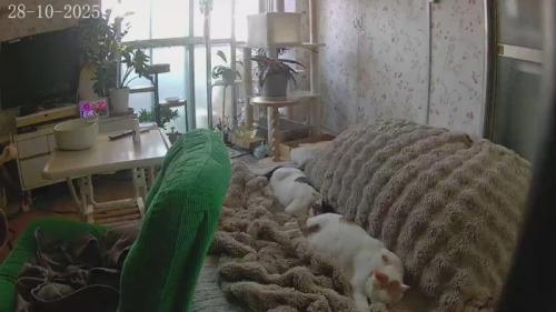 寝ている2匹の猫