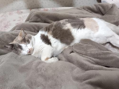 寝ている猫