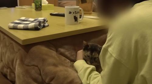 こたつに入る飼い主と膝の上にいる猫